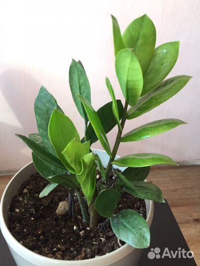 Замиокулькас