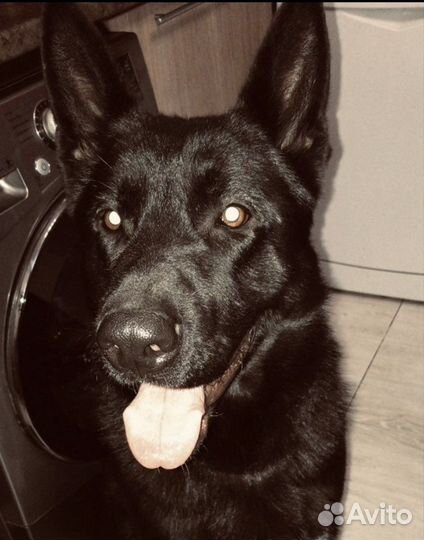 Случка собак