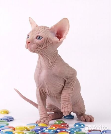 Канадский сфинкс