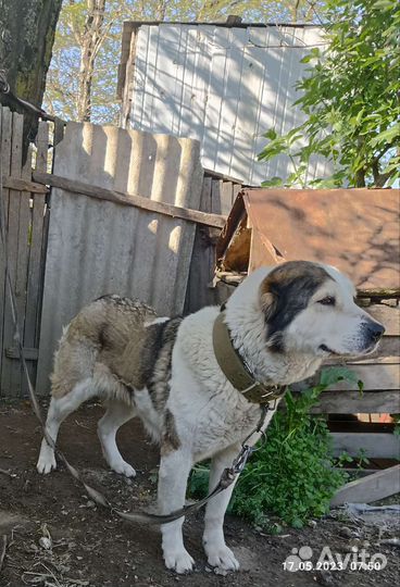 Среднеазиатская овчарка алабай вязка