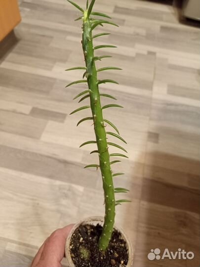 Кактусы и суккуленты