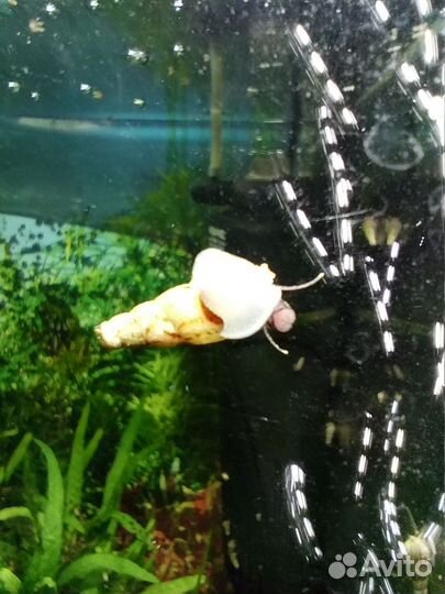 Улитки аквариумные Мелании