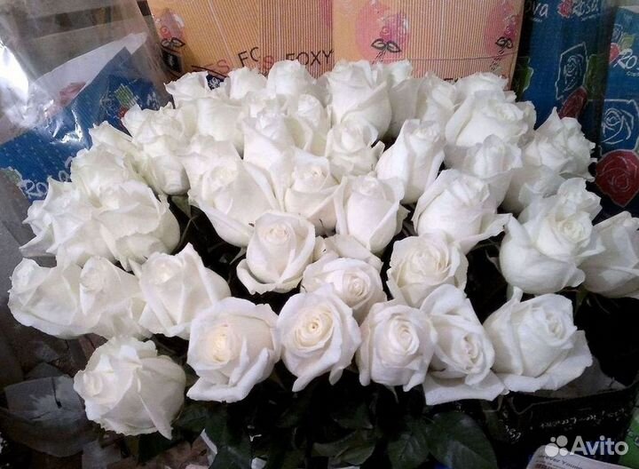 Высокие розы Гигантские розы с доставкой