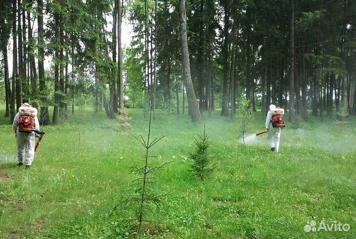 Уничтожение тараканов, клопов. дезинсекция