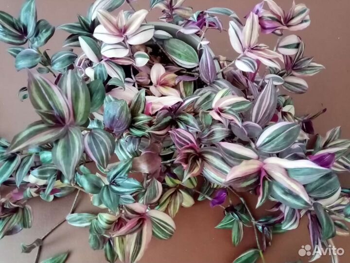 Традесканция трехцветная