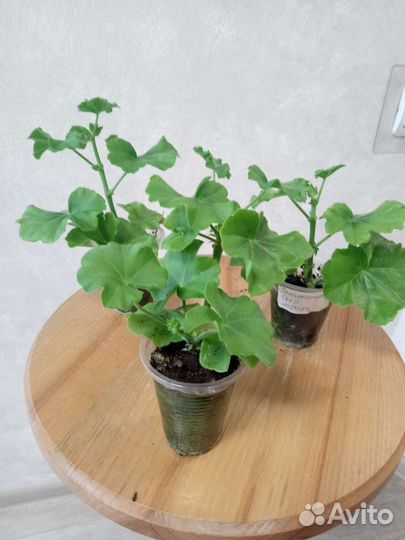 Пеларгонияплющелистная