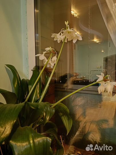 Эухарис амазонская лилия