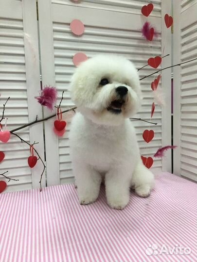 Профессиональная стрижка собак