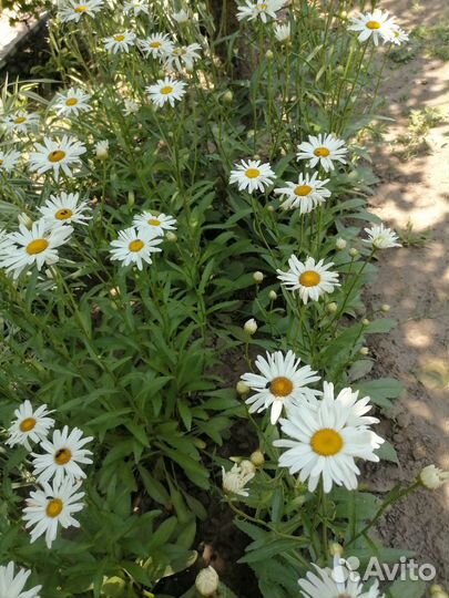 Ромашка садовая