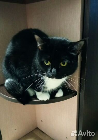 Кошка мышеловка