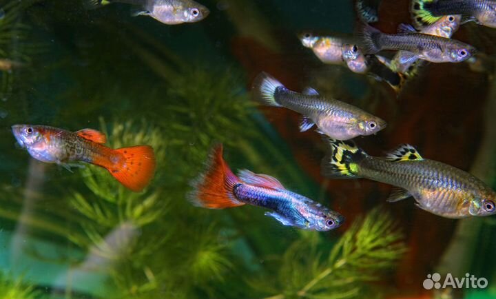 Рыбки Гуппи