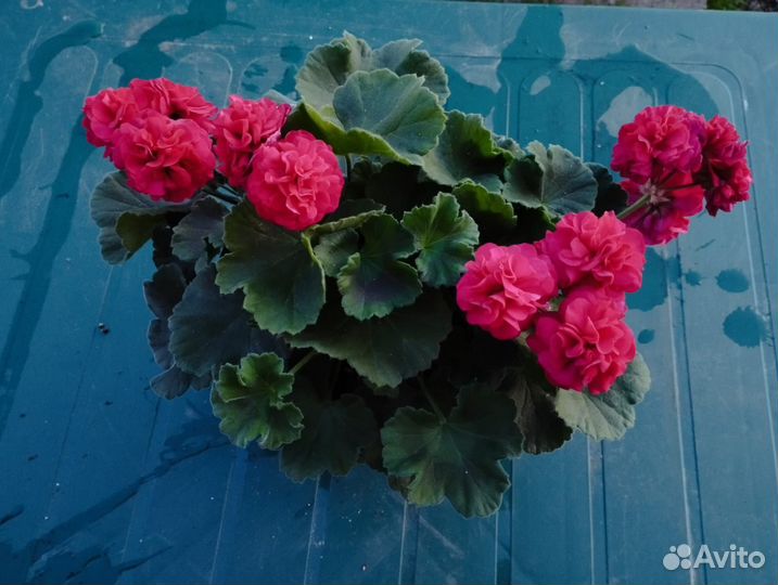 Пеларгония сортовая