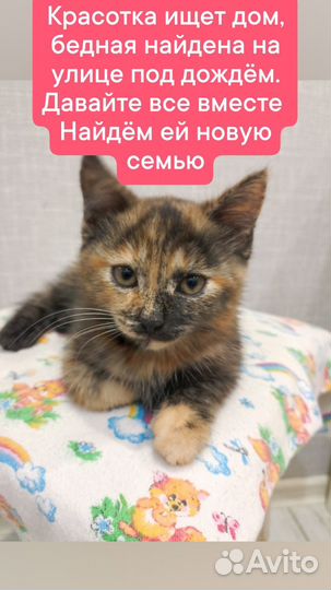 Кошка в дар бесплатно