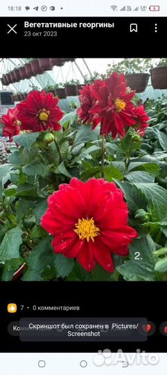 Черенки георгинов вегетативных