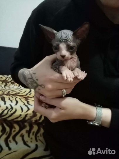 Канадский сфинкс котенок