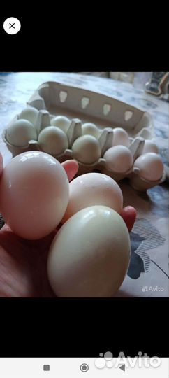 Яйца кур