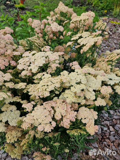 Многолетники