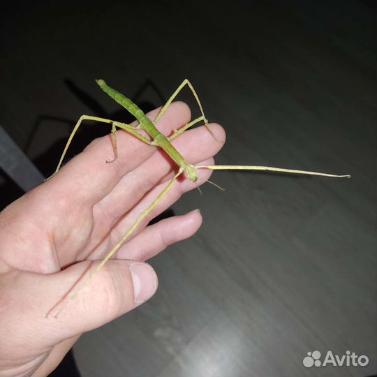 Палочник