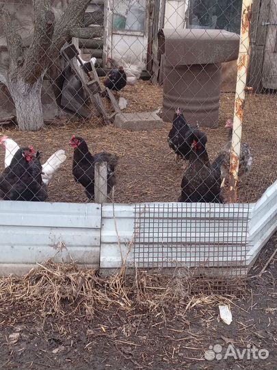 Цыплята суточные деревенские