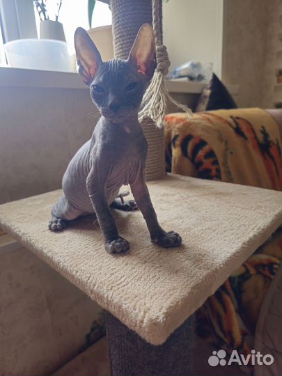 Донской сфинкс котёнок