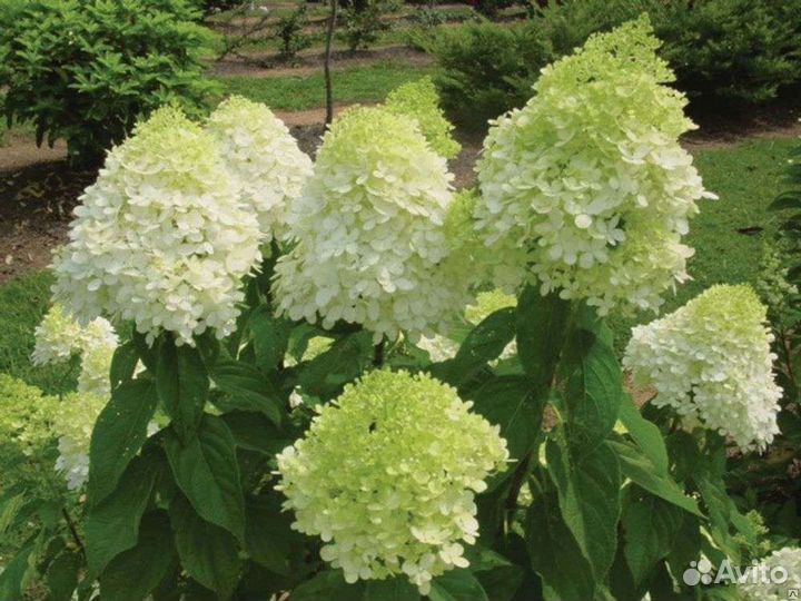 Гортензия метельчатая, роза