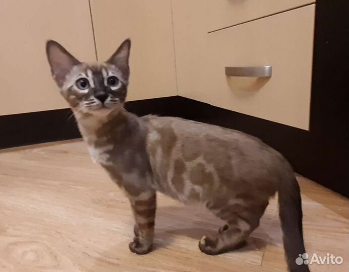 Бенгальский кот