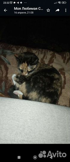 Кошка