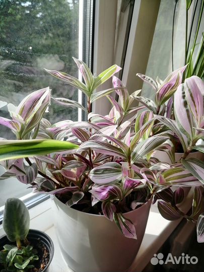 Традесканция розовая