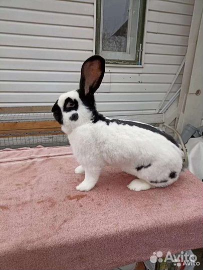 Племенные кролики породы Немецкий пёстрый великан
