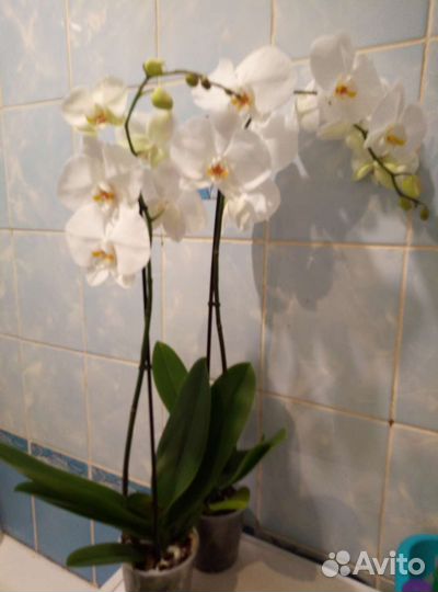 Коллекционные орхидеи