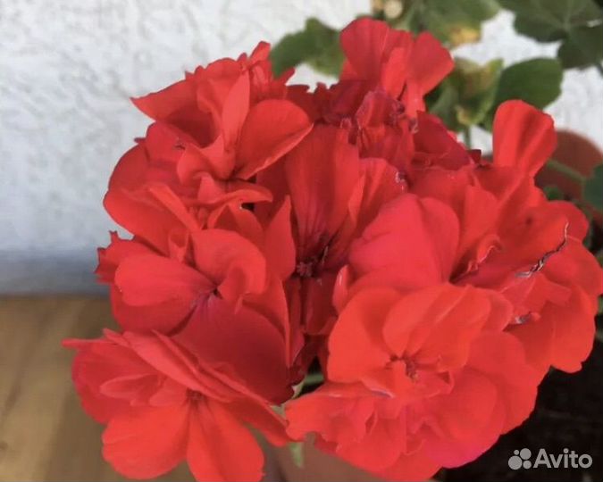 Пеларгония герань