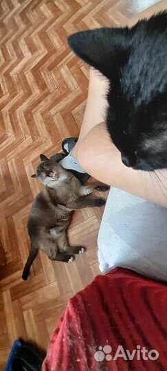 Кошка в дар бесплатно