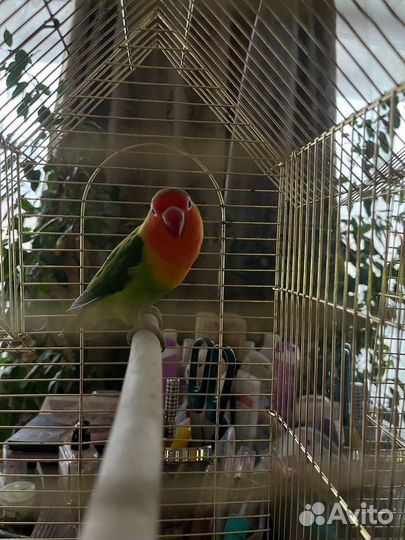 Попугай неразлучник