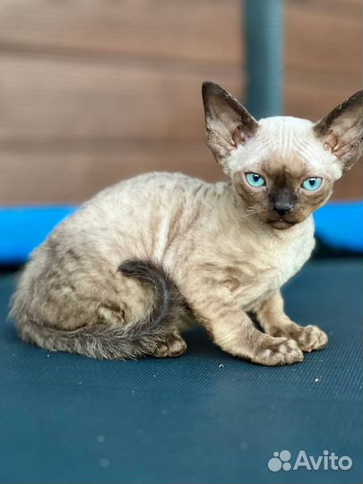 Котята девон-рекс