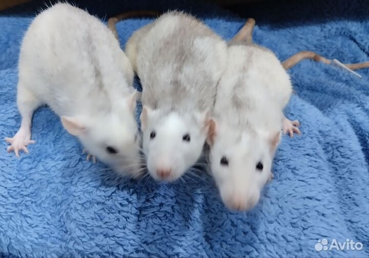 Крысята Дамбо Хаски на подарок