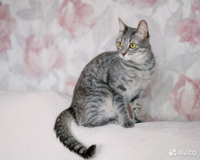 Кошка окрас серый табби в добрые руки