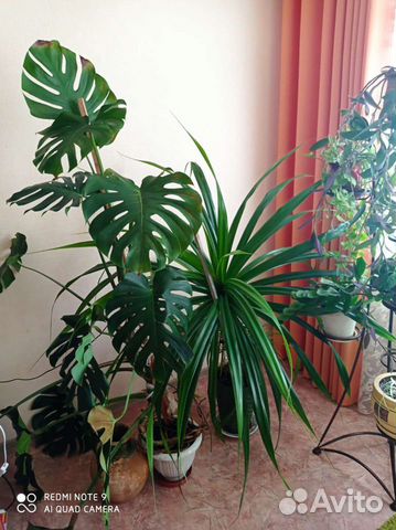 Пальма панданус и монстера