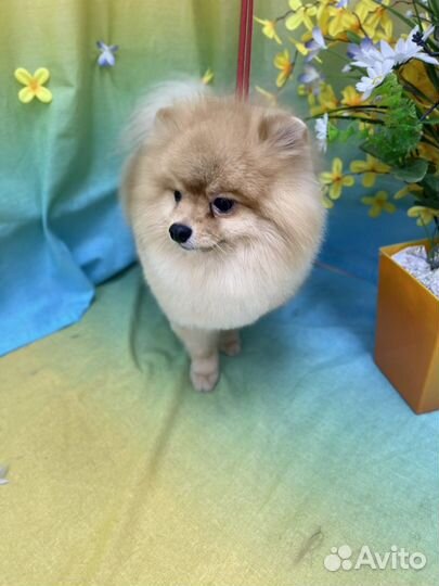 Померанский шпиц вязка