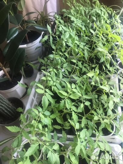 Рассада томатов