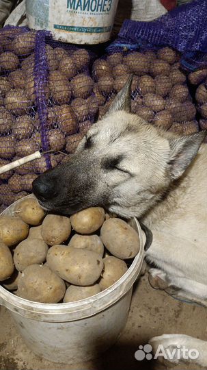 Картофель