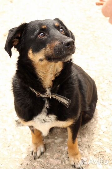 Душенька в добрые руки