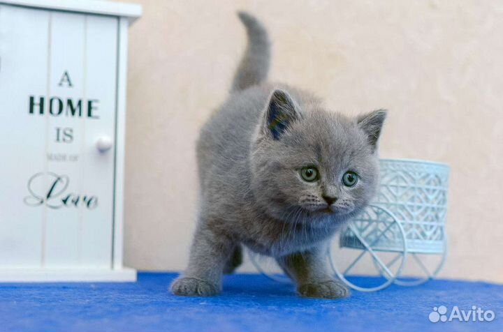 Котик британец