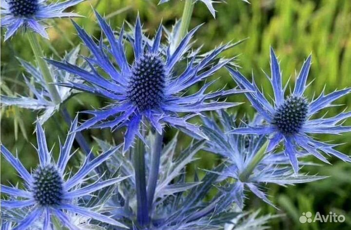 Синеголовник