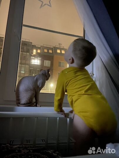 Передержка собак в домашних условиях