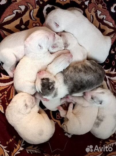 Медвежата. щенки сао (Алабай)