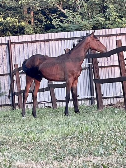 Ганноверская кобыла 2023