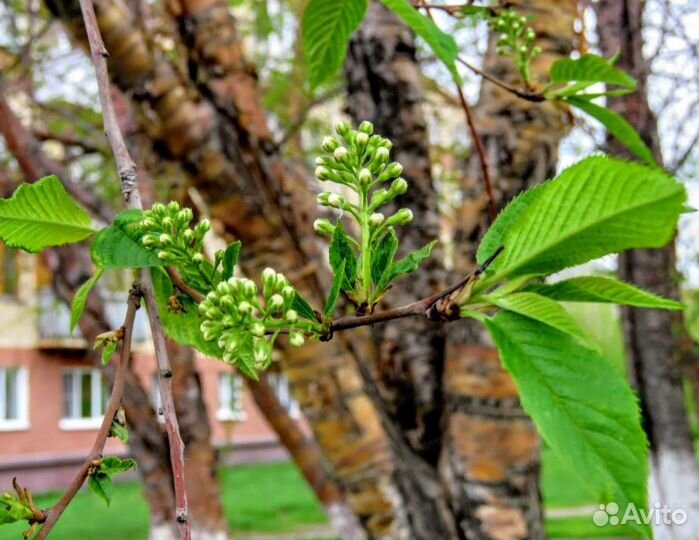 Черемуха Маака