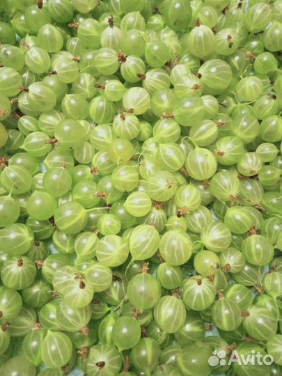 Крыжовник зелёный