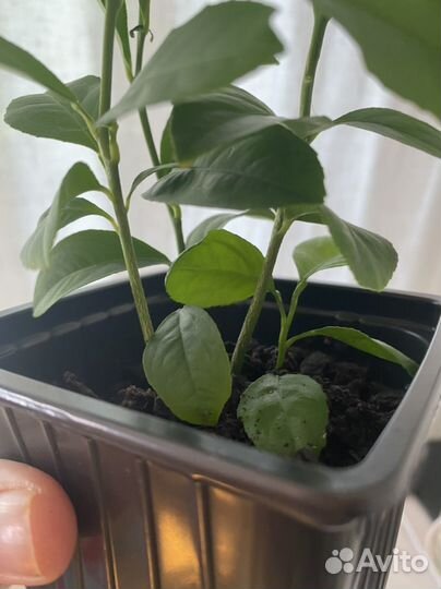 Лимон отросток