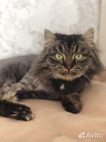 Мася - сибирская красавица ищет семью